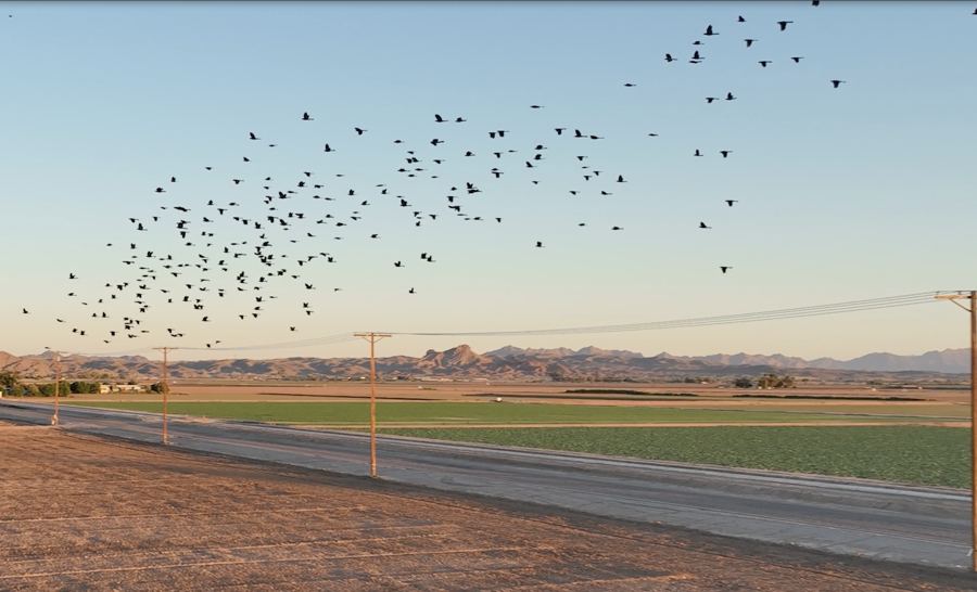 A flock of birds descending over a farm field at dusk