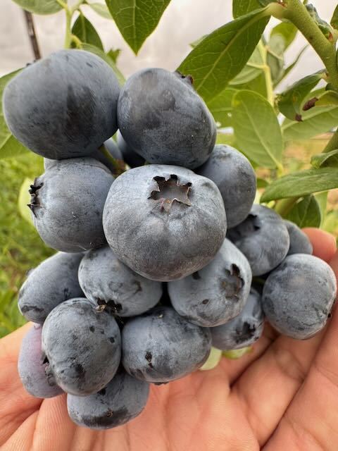 Healthy, undamaged blueberries on the bush