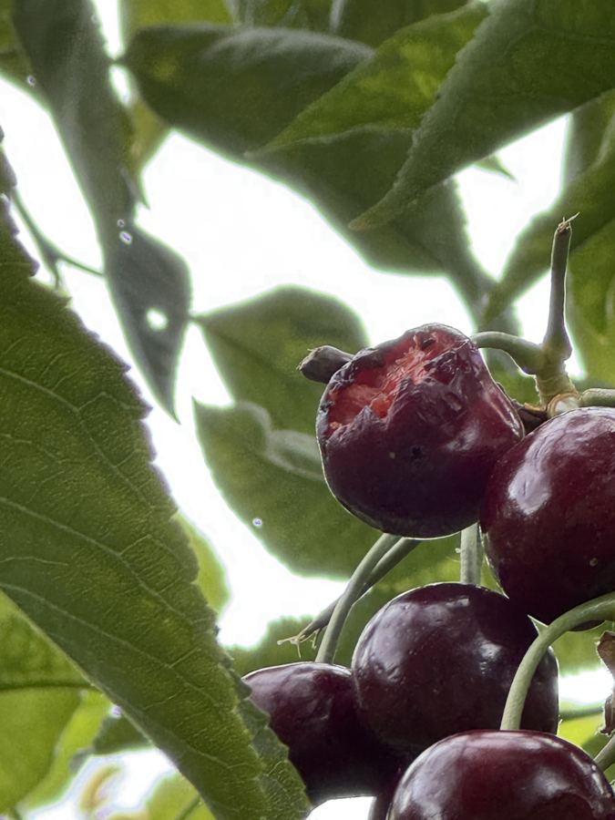 A cherry showing bird peck damage