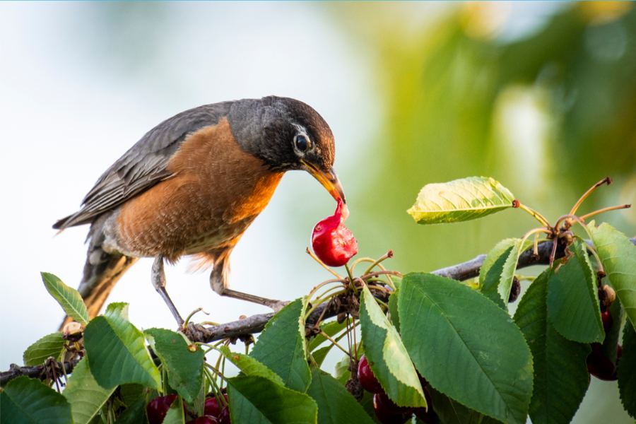 A robin pecking at a ripe cherry on the tree