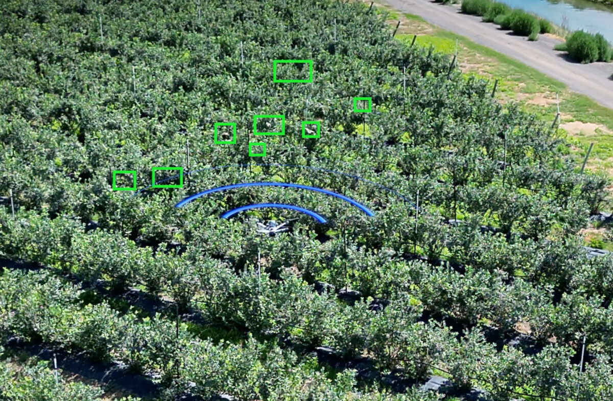 A Skysense drone protecting blueberries from bird damage