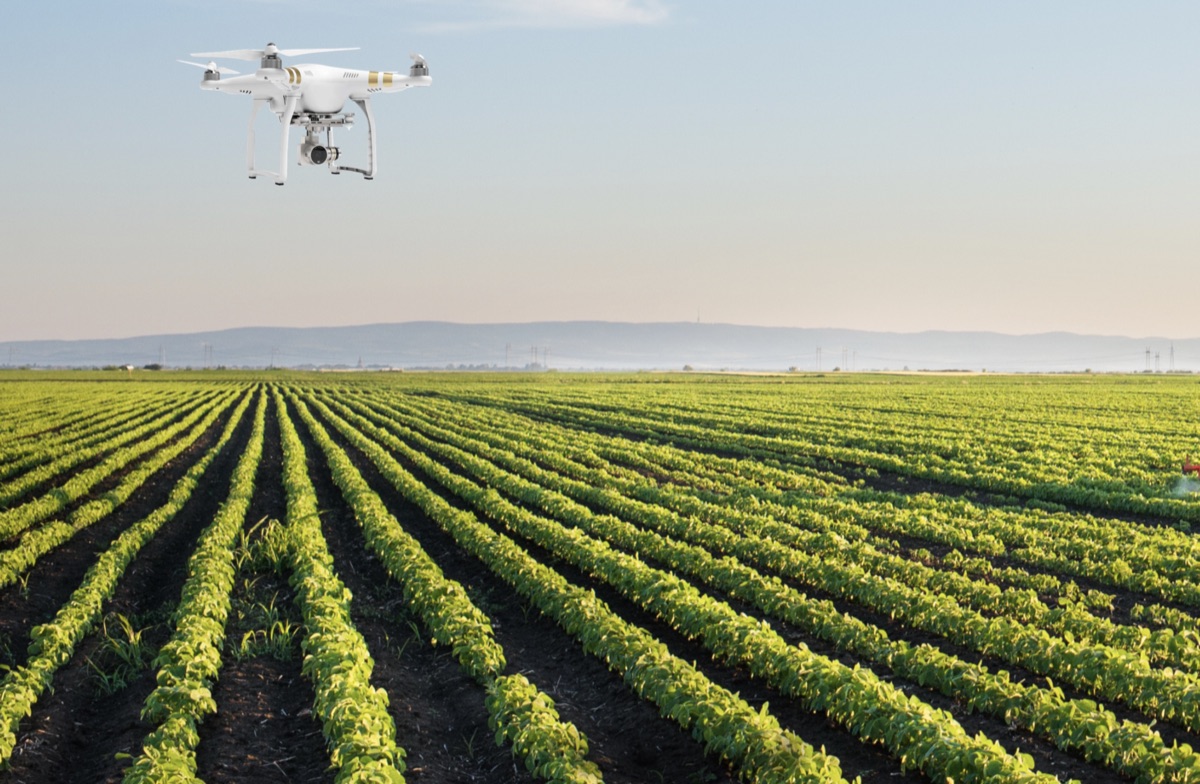 A drone flying over green crop rows