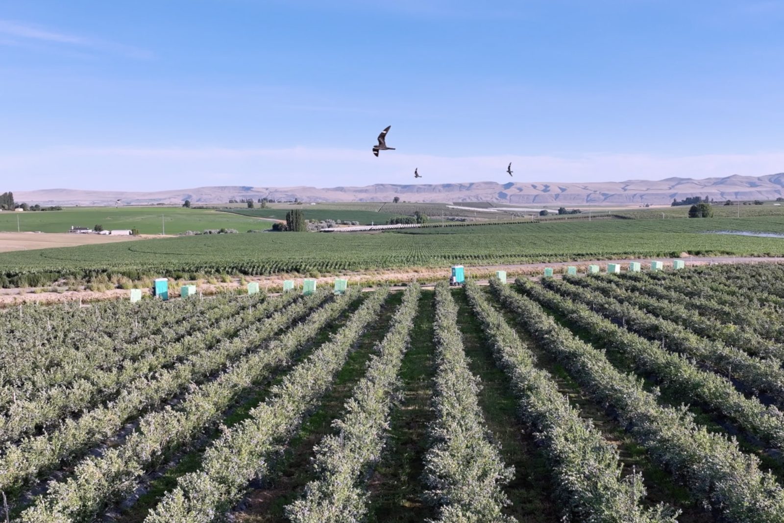 Effortlessly Reduce Bird Damage to Your Crops