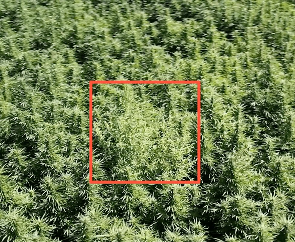 The Leading Experts in Detection and Removal of Male Hemp Plants