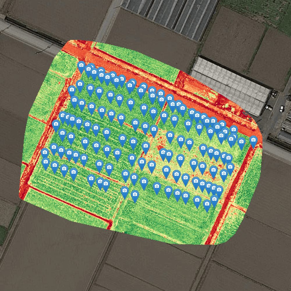Empowering Rice Farming: Maximizing Yield and Efficiency for Farmers