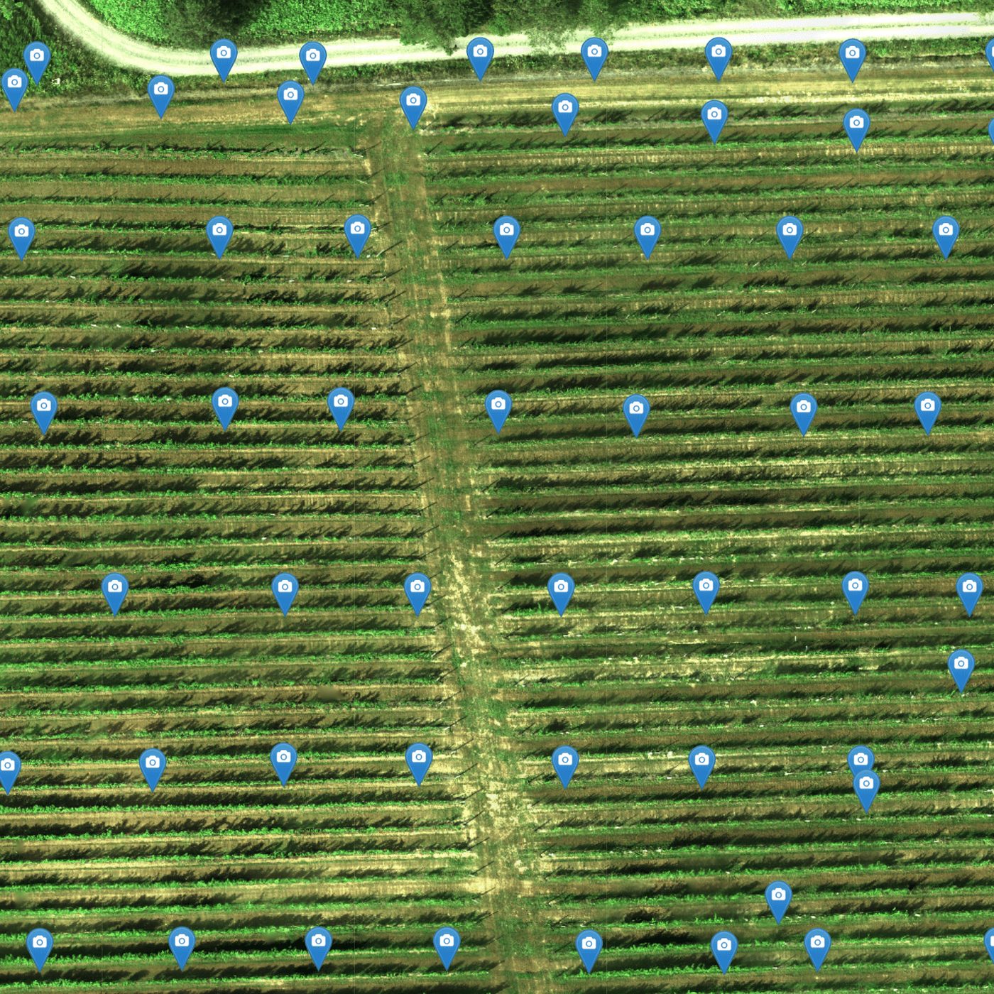 Vineyard Management: Modern Solutions for Optimal Growth